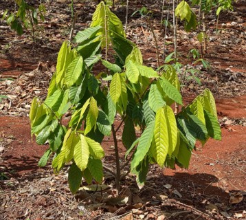 Young cacao tree