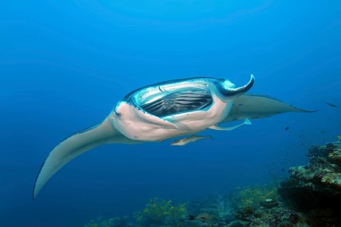 Giant oceanic manta ray