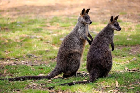Swamp Wallabies