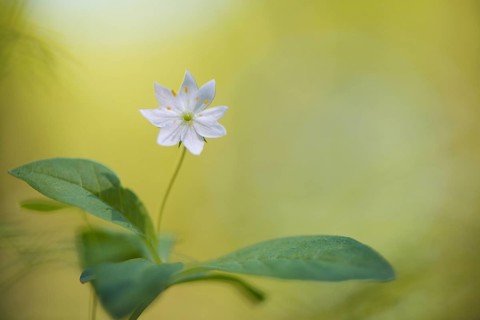 Arctic starflower