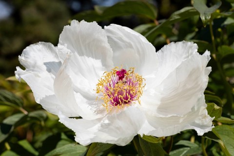 Chinese peony