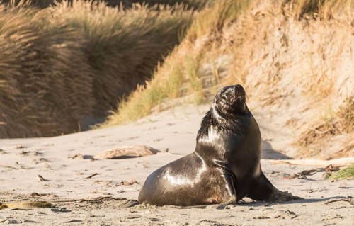 New Zealand Sea Lion