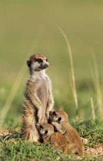 Suricates