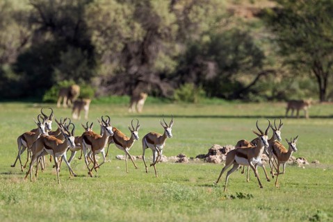 Springboks