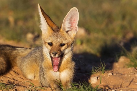 Cape Fox