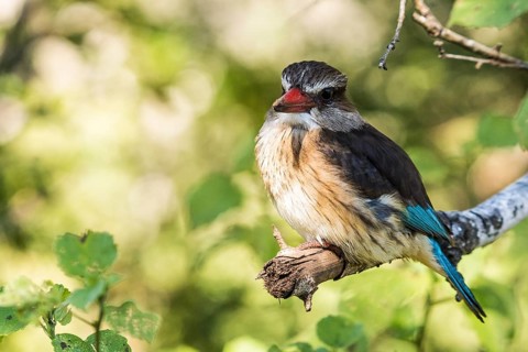 Brownhooded kingfisher