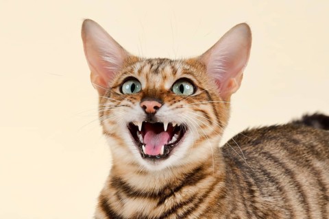 Breedcat Toyger