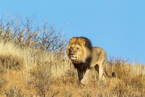Black-maned Lion