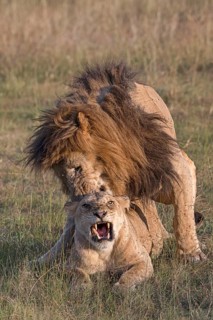 Lions