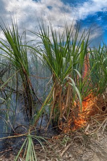 Burning Sugar cane field