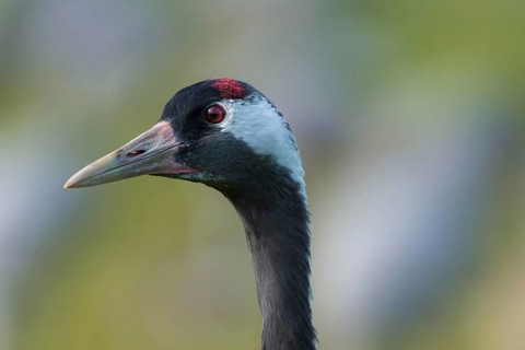 Common or European crane