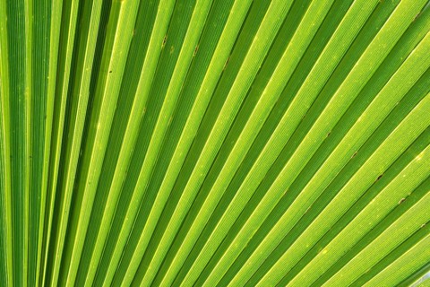 Leaf structure