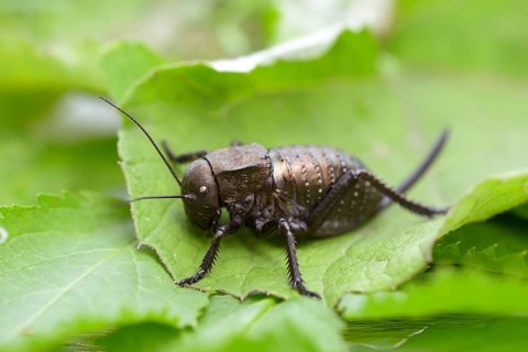 Bush cricket