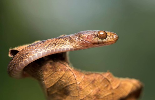 Blunthead tree snake