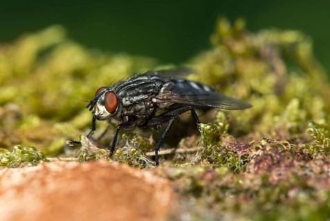 Blowfly