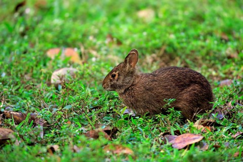 Marsh rabbit