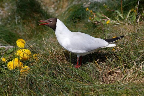 Calling black-headed gull