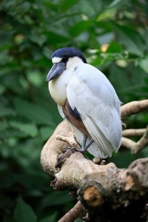 Boat-billed heron
