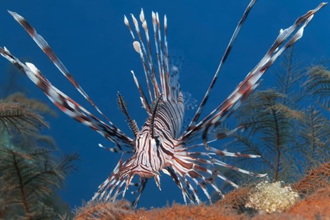 Red lionfish