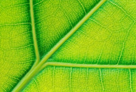 Net-like leaf veining