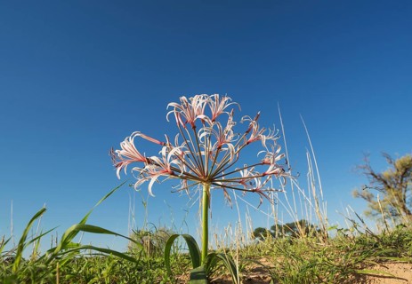 Nerine