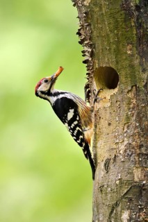 White-backed woodpecker