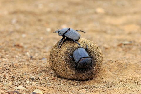Dung beetle