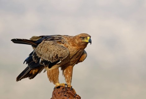 Tawny eagle