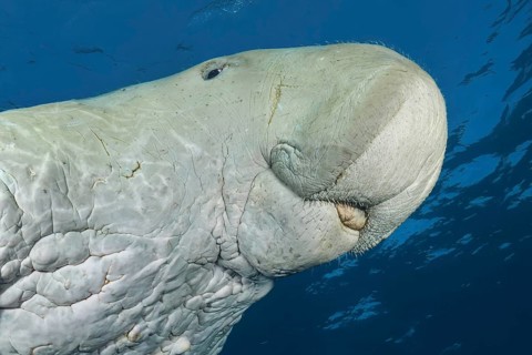 Sea Cow