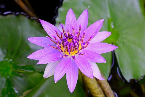 Purple lotus
