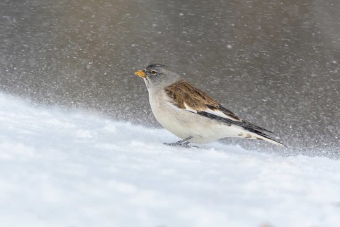 White-winged snowfinch