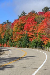 Road through autumn forest