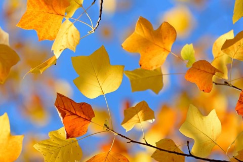 Tulip tree