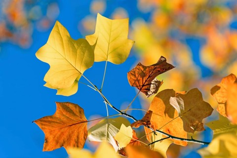 Tulip tree