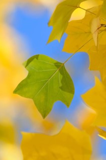Tulip tree