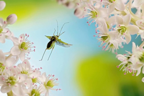 Stenotus binotatus