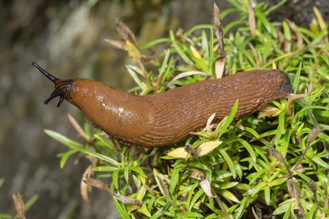 Portuguese slug