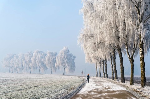 Jogger on road with birch trees