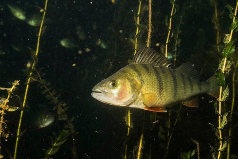 European perch
