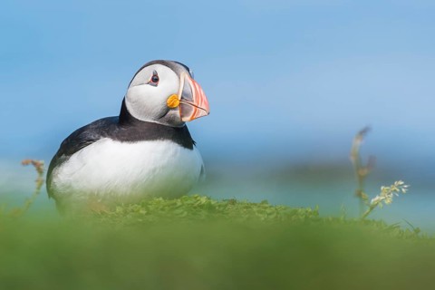 Puffin