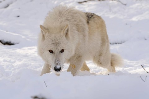 Arctic Wolf