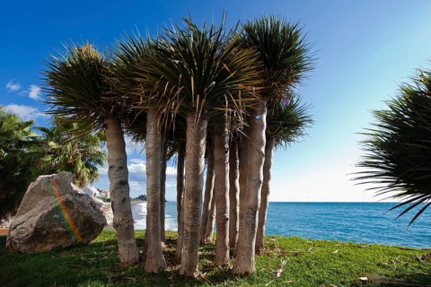 Palm trees on the beach near Almunecar
