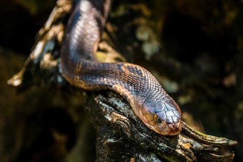 Common brown snake