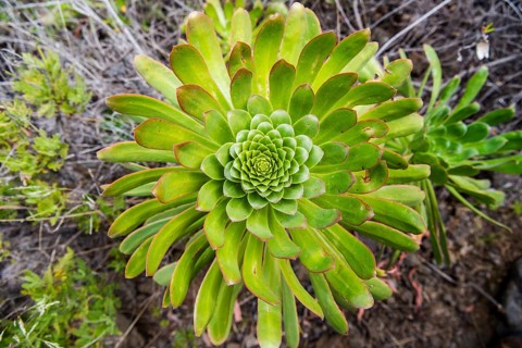 Spiral shaped arranged green leaves