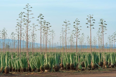 Sisal agave