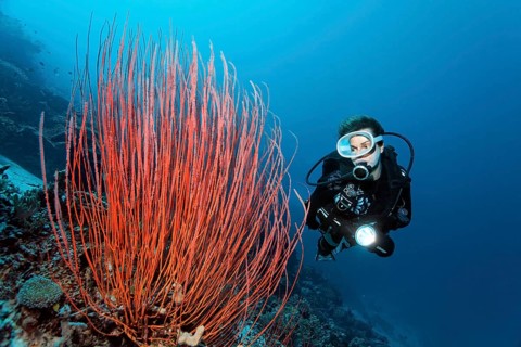 Diver looking at Red whip coral