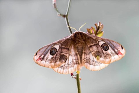 Small emperor moth