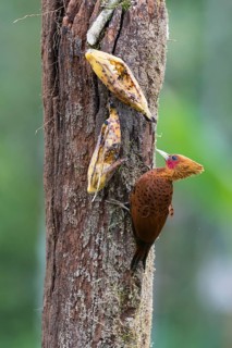 Chestnut-colored woodpecker