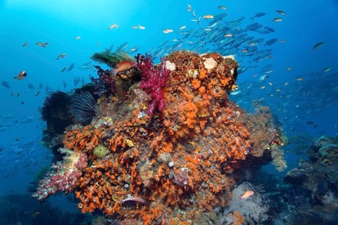Underwater landscape with coral block densely covered with different soft corals