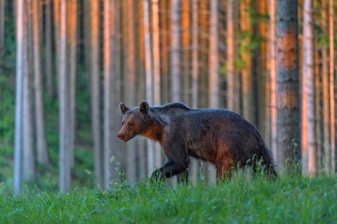 Brown bear